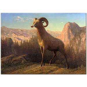 Albert Bierstadt Rocky Dağı Koçu