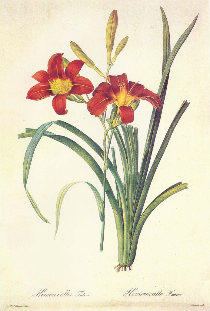 Pierre Joseph Redoute Hemerocallis Fulva