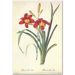 Pierre Joseph Redoute Hemerocallis Fulva